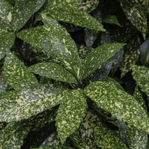 Aucuba japonica