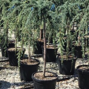 Cedrus alt glauca 125-150cm