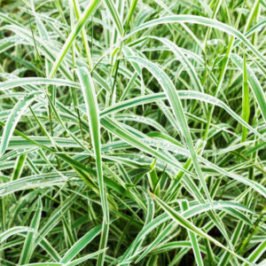 Carex