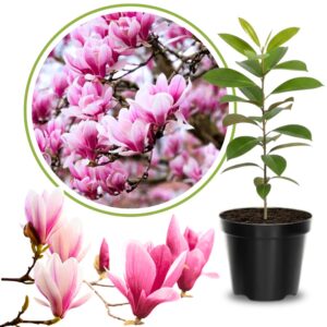 Magnolia copac