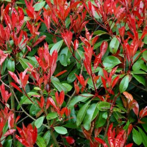 Photinia Tufa