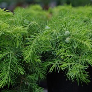 Juniperus