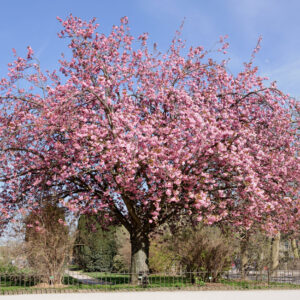 Prunus zacura