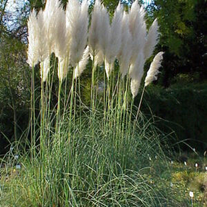 Cortaderia