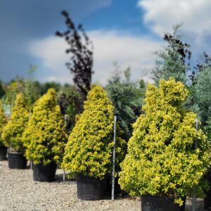 Euonymus japonicus CON 150-175cm