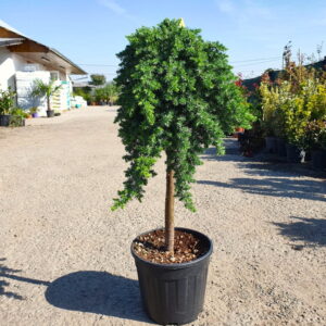 Juniperus procumbense nana 120cm