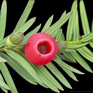 Taxus mic