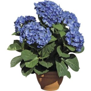 Hortensia macrophylla 80-100cm