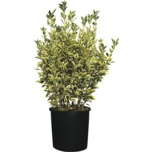 Euonymus Japonicus Eleg Bravo 40-60cm