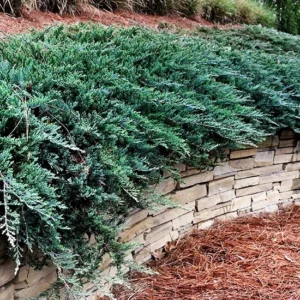 Juniperus Blue Chip