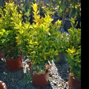 Euonymus japonicus eleg aureus 60-80cm