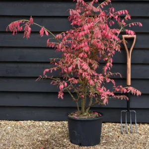 Euonymus alatus