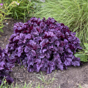 Heuchera