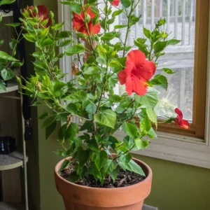 Hibiscus
