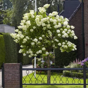 Hortensia pom