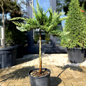 Juniperus