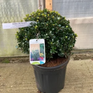 Ilex crenata Caroline 40-60cm bila
