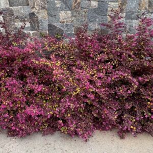 Loropetalum pom