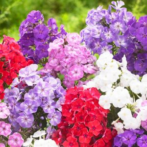 Phlox