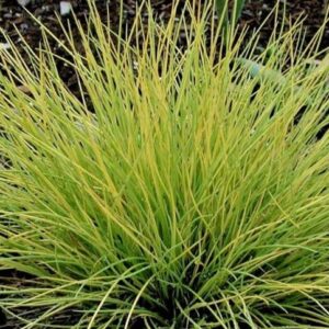 Festuca amigold