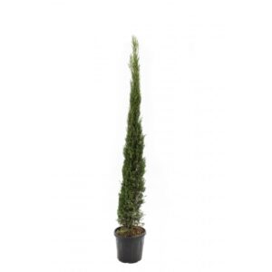 Cupresus semp. pyramidalis 60-80cm